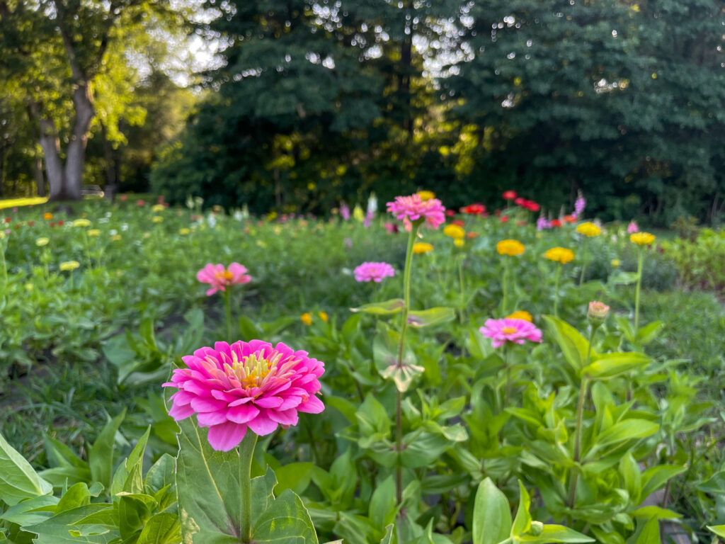 Flower farm